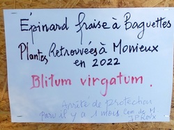 Les orchidées sauvages