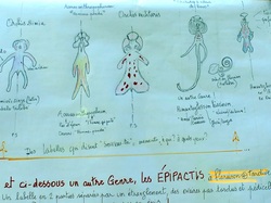 Les orchidées sauvages