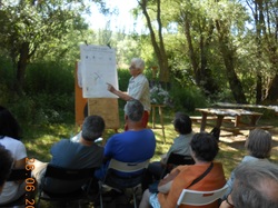 Les orchidées sauvages