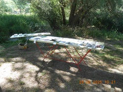 Les orchidées sauvages