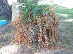 Les orchidées sauvages