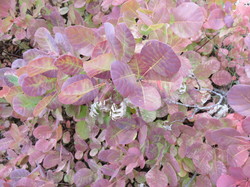 Parcours naturaliste aux Sources de la Nesque