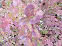 Parcours naturaliste aux Sources de la Nesque