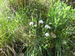 Plantes remarquables des Gorges de la Nesque à Méthamis