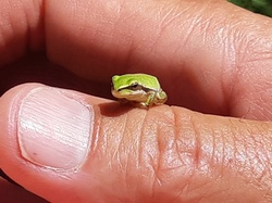 Réserve naturelle de Scamandre 1