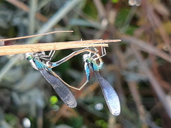 Réserve naturelle de Scamandre 1