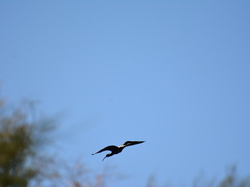 Réserve naturelle de Scamandre 2