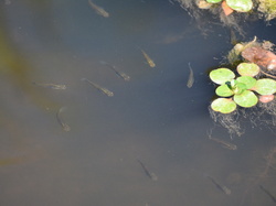 Réserve naturelle de Scamandre 2