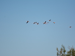 Réserve naturelle de Scamandre 2