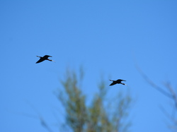 Réserve naturelle de Scamandre 2
