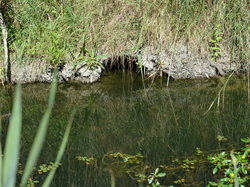 Réserve naturelle de Scamandre 2