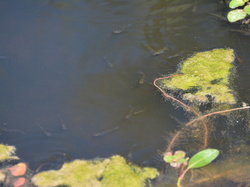 Réserve naturelle de Scamandre 2
