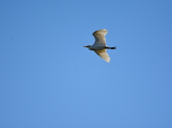 Réserve naturelle de Scamandre 2
