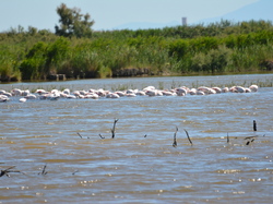 Réserve naturelle de Scamandre 2