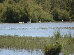 Réserve naturelle de Scamandre 2