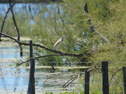 Réserve naturelle de Scamandre 2