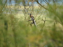 Réserve naturelle de Scamandre 2