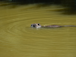 Réserve naturelle de Scamandre 2