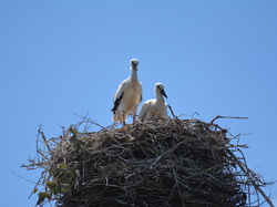 Réserve naturelle de Scamandre 2