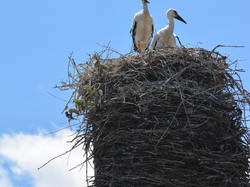 Réserve naturelle de Scamandre 2