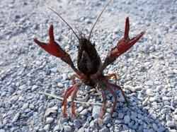 Réserve naturelle de Scamandre 2