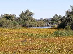 Réserve naturelle de Scamandre 2
