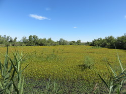 Réserve naturelle de Scamandre 1