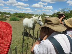 Réserve naturelle de Scamandre 1