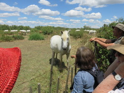 Réserve naturelle de Scamandre 1
