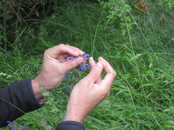 Sorties découverte biodiversité Gorges de la Nesque