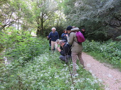 Sorties découverte biodiversité Gorges de la Nesque