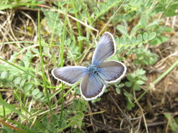 Sorties découverte biodiversité Gorges de la Nesque