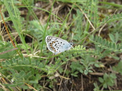 Sorties découverte biodiversité Gorges de la Nesque