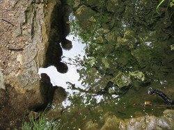 Sorties découverte biodiversité Gorges de la Nesque