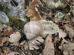 Sorties découverte biodiversité Gorges de la Nesque