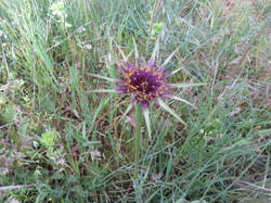 Sortie salades sauvages avec Jean Christophe Raffin