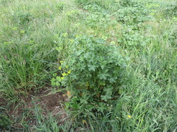 Sortie salades sauvages avec Jean Christophe Raffin