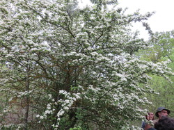 Sortie salades sauvages avec Jean Christophe Raffin