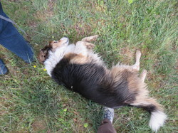 Sortie salades sauvages avec Jean Christophe Raffin