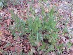 Sortie salades sauvages avec Jean Christophe Raffin