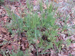 Sortie salades sauvages avec Jean Christophe Raffin