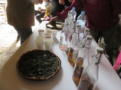 Sortie salades sauvages avec Jean Christophe Raffin