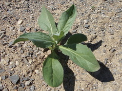 Sortie salades sauvages avec Jean Christophe Raffin