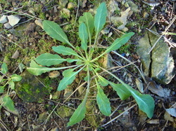 Sortie salades sauvages avec Jean Christophe Raffin