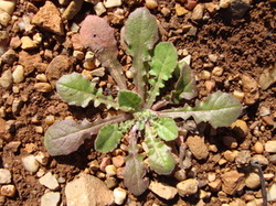 Sortie salades sauvages avec Jean Christophe Raffin