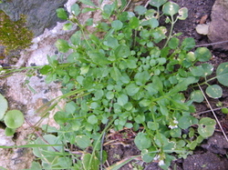 Sortie salades sauvages avec Jean Christophe Raffin