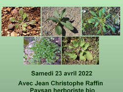 Sortie salades sauvages avec Jean Christophe Raffin