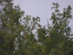 Sur la piste des vautours à St May