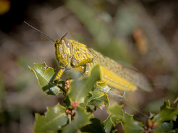 Sur le chemin de l'aqueduc à Sernhac