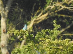 Sur les traces du Rollier d'Europe aux Confines